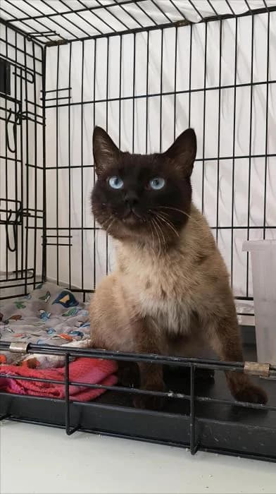 Cascabel, male young European Shorthair for adoption at Rivanimal (Rivas-Vaciamadrid), Rivas-Vaciamadrid