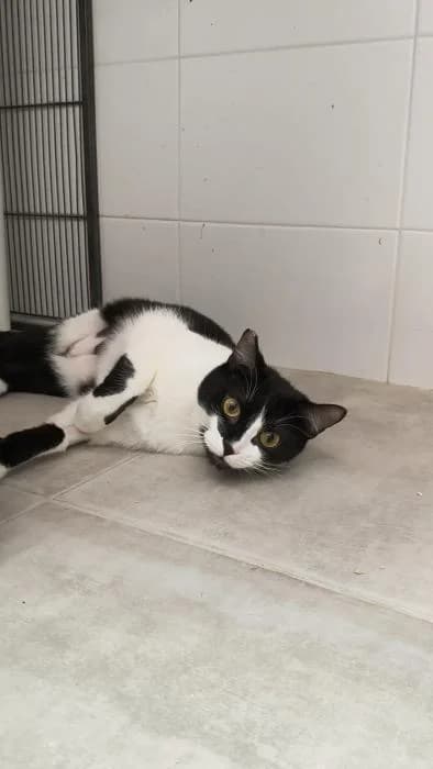 Tea, female 3yo European Shorthair for adoption at Rivanimal (Rivas-Vaciamadrid), Rivas-Vaciamadrid