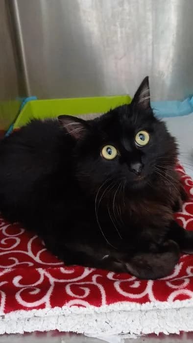 Patuko, male young European Shorthair for adoption at Rivanimal (Rivas-Vaciamadrid), Rivas-Vaciamadrid