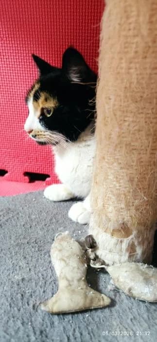 Pandora, female puppy European Shorthair for adoption at Rivanimal (Rivas-Vaciamadrid), Rivas-Vaciamadrid