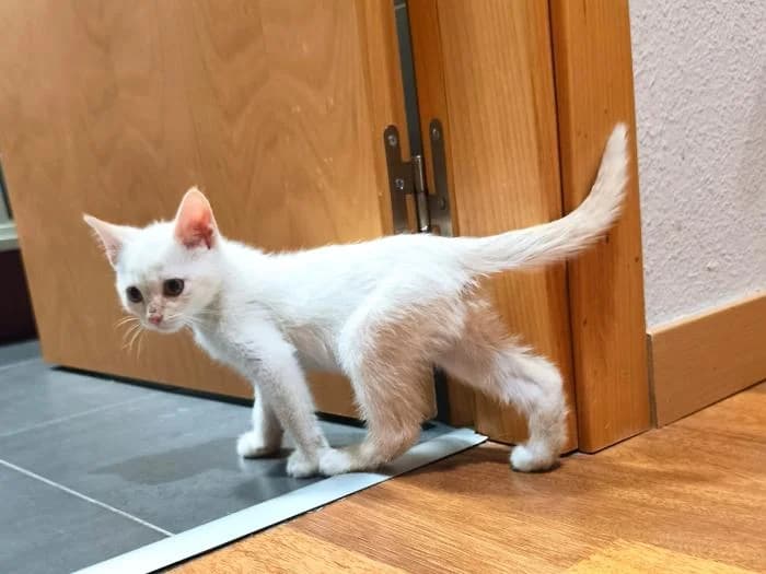 Rhysand, female puppy European Shorthair for adoption at Rivanimal (Rivas-Vaciamadrid), Rivas-Vaciamadrid