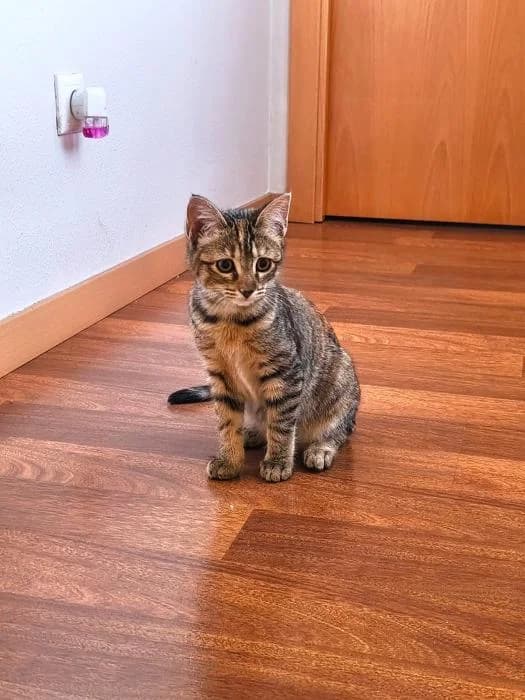 Chispas, female puppy European Shorthair for adoption at Rivanimal (Rivas-Vaciamadrid), Rivas-Vaciamadrid