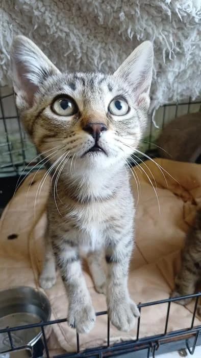 Dingo, female puppy European Shorthair for adoption at Rivanimal (Rivas-Vaciamadrid), Rivas-Vaciamadrid