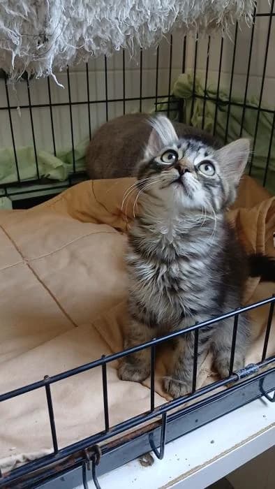 Chacal, female puppy European Shorthair for adoption at Rivanimal (Rivas-Vaciamadrid), Rivas-Vaciamadrid