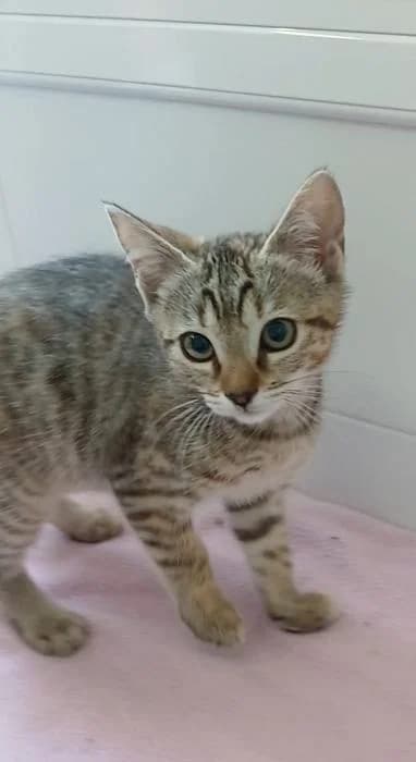 Coyote, male puppy European Shorthair for adoption at Rivanimal (Rivas-Vaciamadrid), Rivas-Vaciamadrid