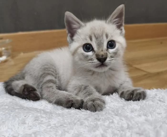 Adhara, male puppy European Shorthair for adoption at Rivanimal (Rivas-Vaciamadrid), Rivas-Vaciamadrid
