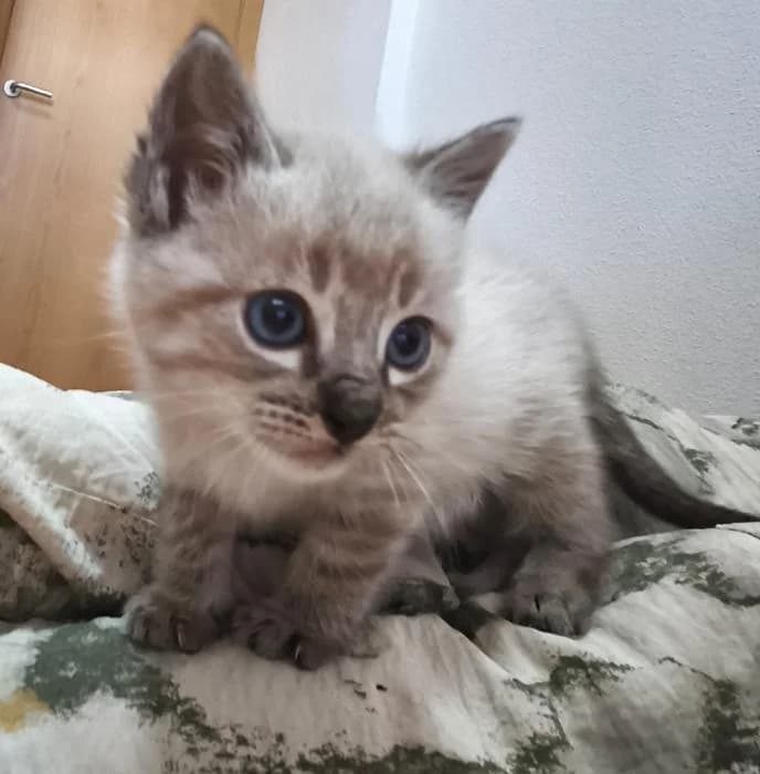 Acrux, male puppy European Shorthair for adoption at Rivanimal (Rivas-Vaciamadrid), Rivas-Vaciamadrid