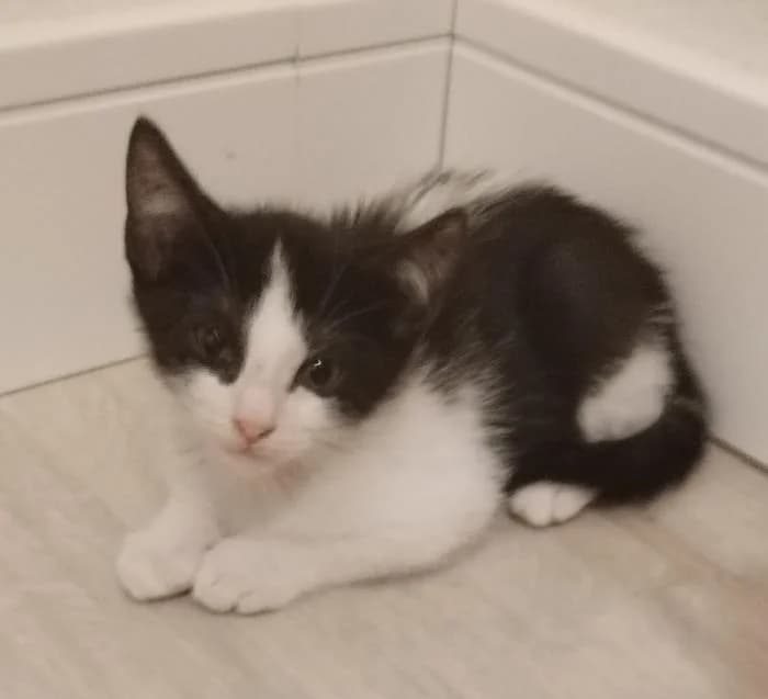 Roble, male puppy European Shorthair for adoption at Rivanimal (Rivas-Vaciamadrid), Rivas-Vaciamadrid