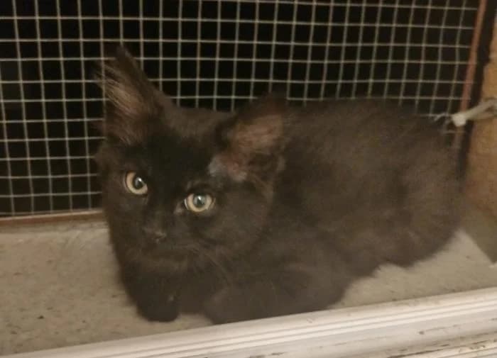 Encina, female puppy European Shorthair for adoption at Rivanimal (Rivas-Vaciamadrid), Rivas-Vaciamadrid