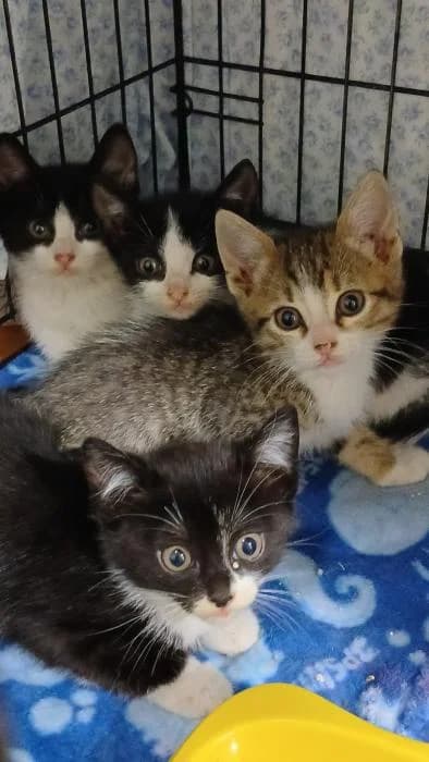 Sabina, female puppy European Shorthair for adoption at Rivanimal (Rivas-Vaciamadrid), Rivas-Vaciamadrid