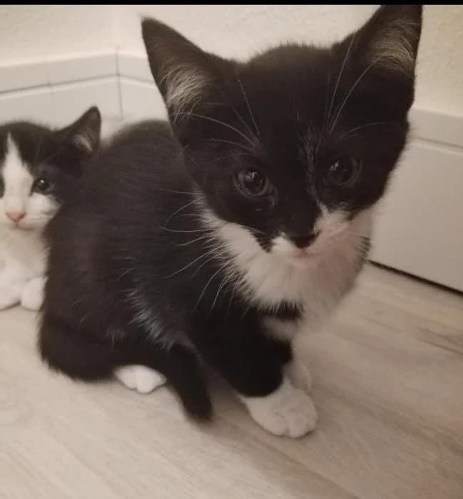 Retama, female puppy European Shorthair for adoption at Rivanimal (Rivas-Vaciamadrid), Rivas-Vaciamadrid