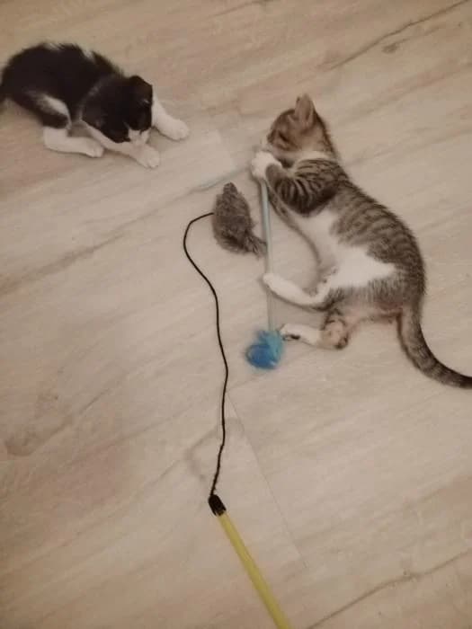 Lavanda, female puppy European Shorthair for adoption at Rivanimal (Rivas-Vaciamadrid), Rivas-Vaciamadrid