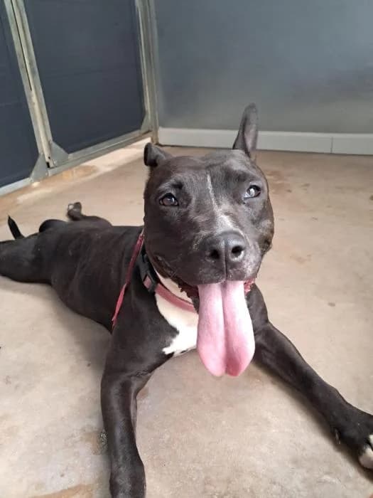 Negra, female 4yo Pit Bull Terrier for adoption at Rivanimal (Rivas-Vaciamadrid), Rivas-Vaciamadrid