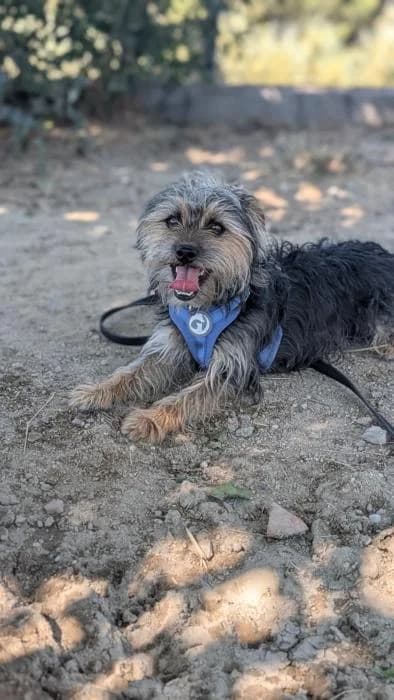 Kalenji, male young Mixed Breed for adoption at Rivanimal (Rivas-Vaciamadrid), Rivas-Vaciamadrid
