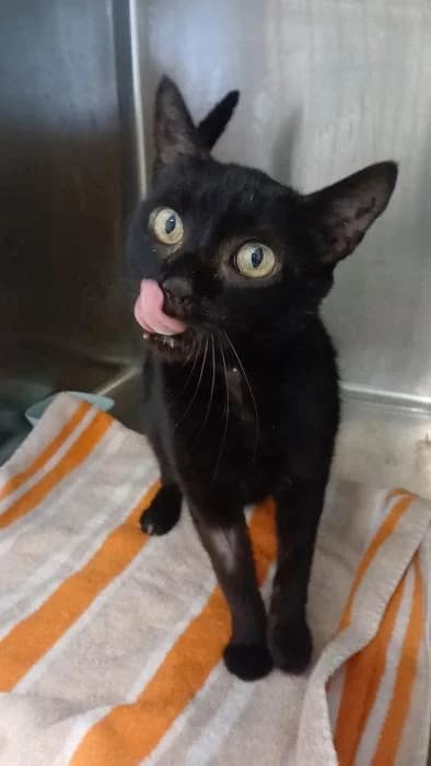 Aceituna, female 6yo European Shorthair for adoption at Rivanimal (Rivas-Vaciamadrid), Rivas-Vaciamadrid
