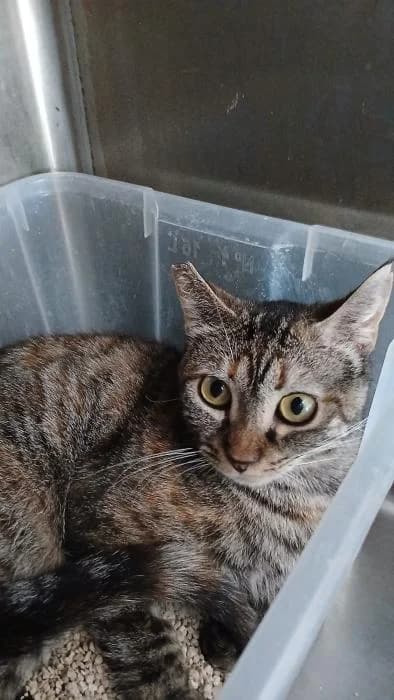 Almen, female young European Shorthair for adoption at Rivanimal (Rivas-Vaciamadrid), Rivas-Vaciamadrid