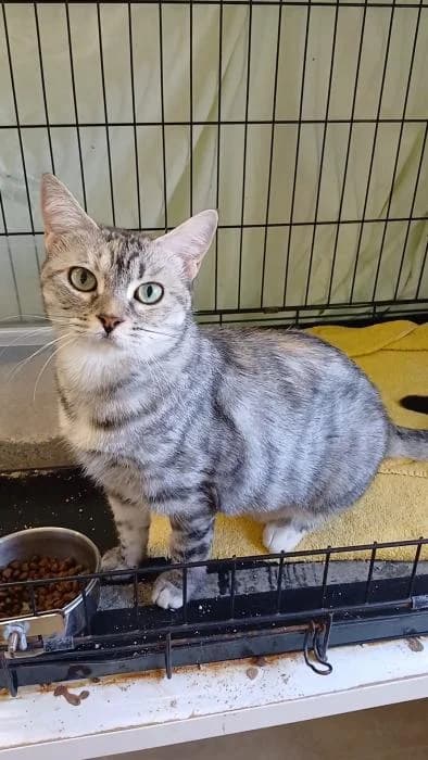 Hiena, female 4yo European Shorthair for adoption at Rivanimal (Rivas-Vaciamadrid), Rivas-Vaciamadrid