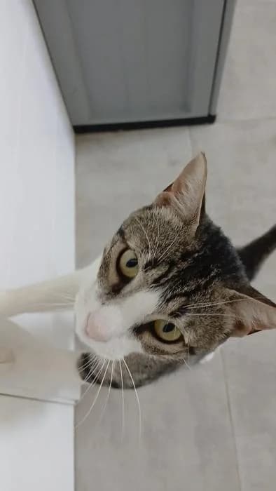 Gat�lico, male 3yo European Shorthair for adoption at Rivanimal (Rivas-Vaciamadrid), Rivas-Vaciamadrid