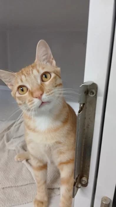 Chopito, male senior European Shorthair for adoption at Rivanimal (Rivas-Vaciamadrid), Rivas-Vaciamadrid