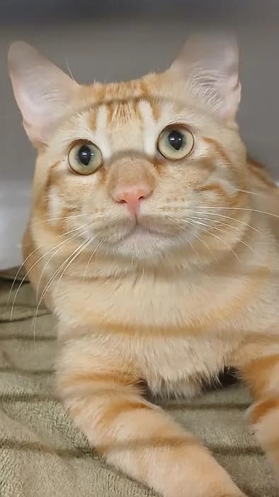 Kibou, male young European Shorthair for adoption at Rivanimal (Rivas-Vaciamadrid), Rivas-Vaciamadrid