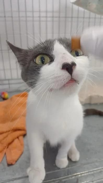 Margue, female young European Shorthair for adoption at Rivanimal (Rivas-Vaciamadrid), Rivas-Vaciamadrid