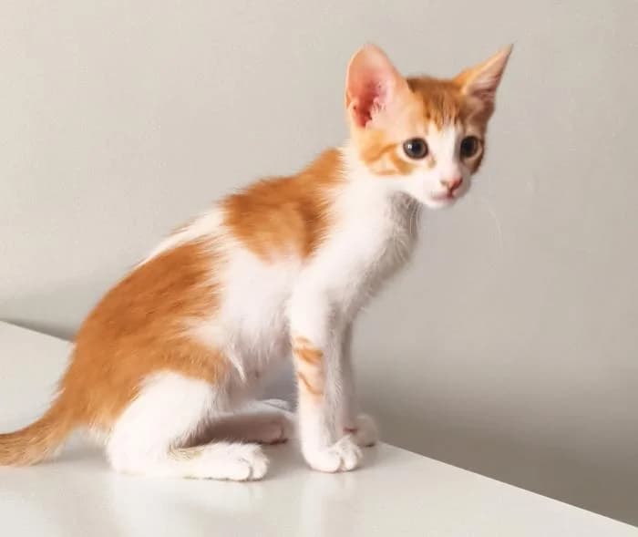Fernanda, female puppy European Shorthair for adoption at Rivanimal (Rivas-Vaciamadrid), Rivas-Vaciamadrid