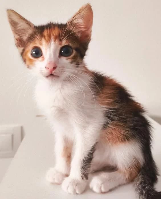 Ferni, female puppy European Shorthair for adoption at Rivanimal (Rivas-Vaciamadrid), Rivas-Vaciamadrid