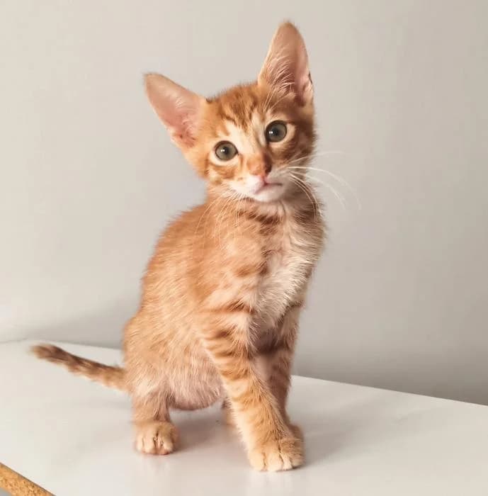 Arturo, male puppy European Shorthair for adoption at Rivanimal (Rivas-Vaciamadrid), Rivas-Vaciamadrid