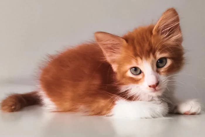 Nando, European Shorthair (Rivanimal (Rivas-Vaciamadrid))