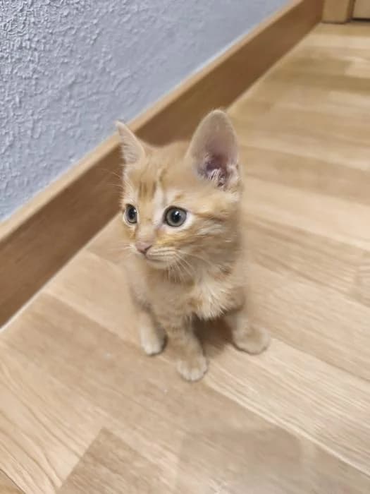 Betel, male puppy European Shorthair for adoption at Rivanimal (Rivas-Vaciamadrid), Rivas-Vaciamadrid