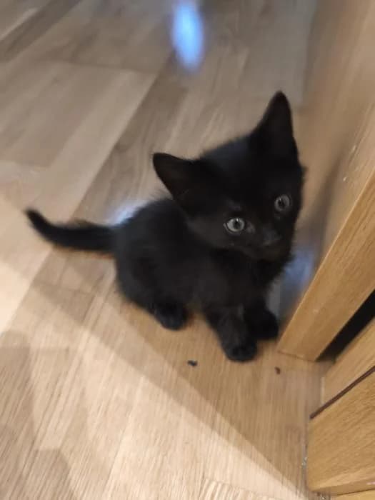 Rigel, male puppy European Shorthair for adoption at Rivanimal (Rivas-Vaciamadrid), Rivas-Vaciamadrid