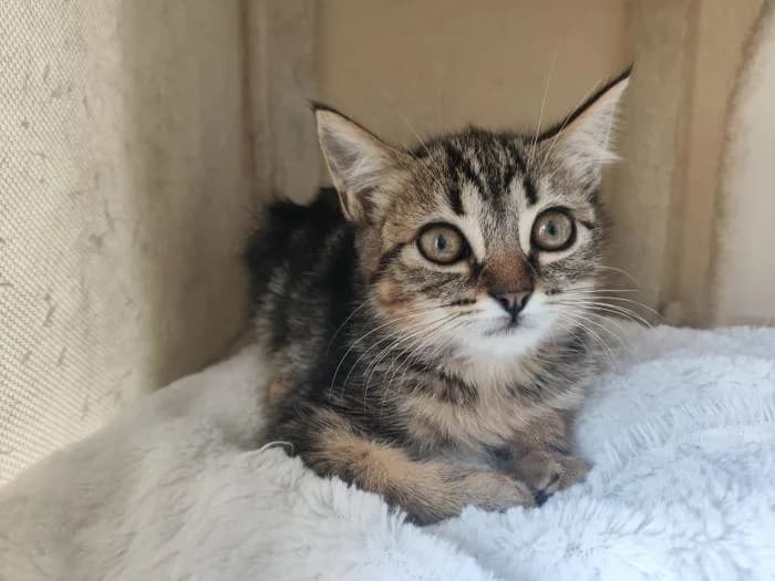Puti, female puppy European Shorthair for adoption at Rivanimal (Rivas-Vaciamadrid), Rivas-Vaciamadrid