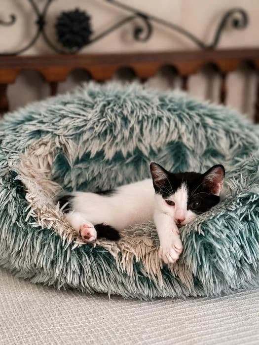 Tolomeo, male puppy European Shorthair for adoption at Rivanimal (Rivas-Vaciamadrid), Rivas-Vaciamadrid