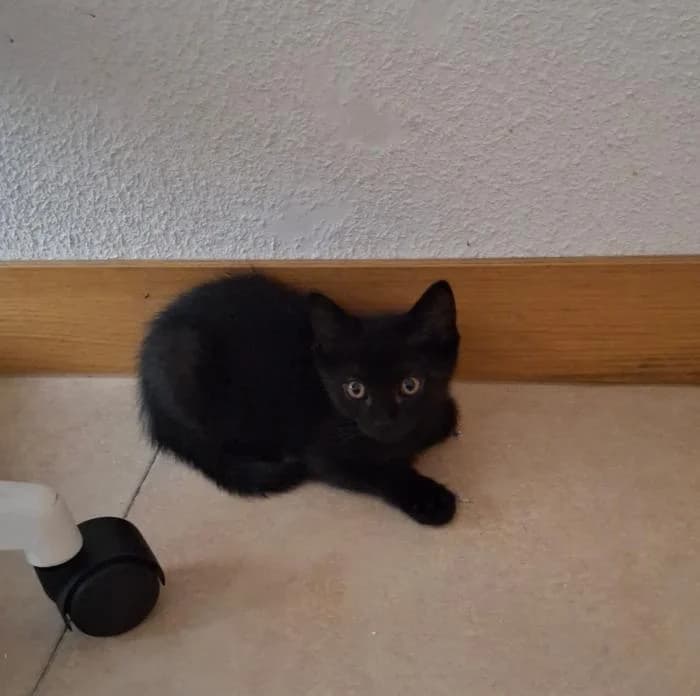 Perdig�n, male puppy European Shorthair for adoption at Rivanimal (Rivas-Vaciamadrid), Rivas-Vaciamadrid