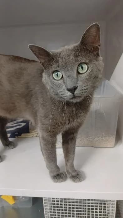 Mollete, male 3yo European Shorthair for adoption at Rivanimal (Rivas-Vaciamadrid), Rivas-Vaciamadrid