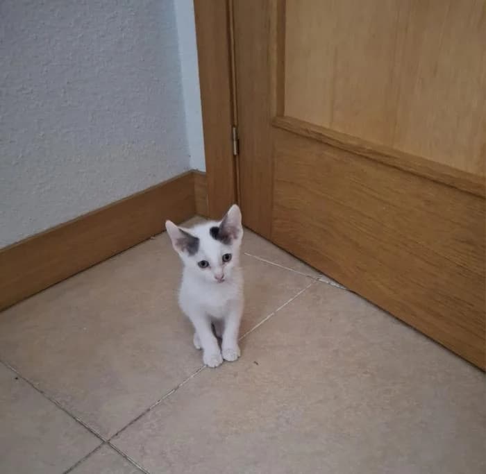 Luyfe, male puppy European Shorthair for adoption at Rivanimal (Rivas-Vaciamadrid), Rivas-Vaciamadrid