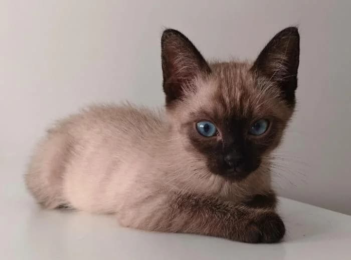 Dylan, male puppy European Shorthair for adoption at Rivanimal (Rivas-Vaciamadrid), Rivas-Vaciamadrid