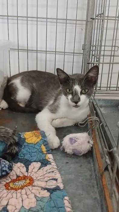 Darcy, female young European Shorthair for adoption at Rivanimal (Rivas-Vaciamadrid), Rivas-Vaciamadrid