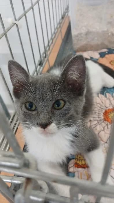 Ekio, male puppy European Shorthair for adoption at Rivanimal (Rivas-Vaciamadrid), Rivas-Vaciamadrid