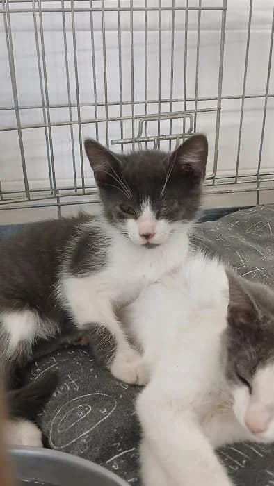 Alana, female puppy European Shorthair for adoption at Rivanimal (Rivas-Vaciamadrid), Rivas-Vaciamadrid
