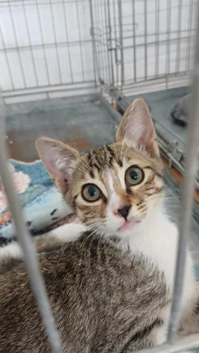 Tallula, female puppy European Shorthair for adoption at Rivanimal (Rivas-Vaciamadrid), Rivas-Vaciamadrid