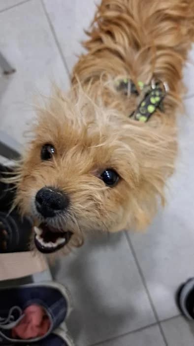 Pua, Mixed Breed (Rivanimal (Rivas-Vaciamadrid))