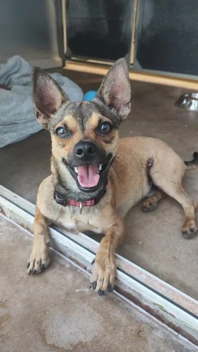 Fish, male young Mixed Breed for adoption at Rivanimal (Rivas-Vaciamadrid), Rivas-Vaciamadrid
