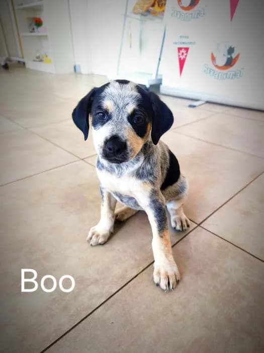 Boo, female puppy Mixed Breed for adoption at Rivanimal (Rivas-Vaciamadrid), Rivas-Vaciamadrid