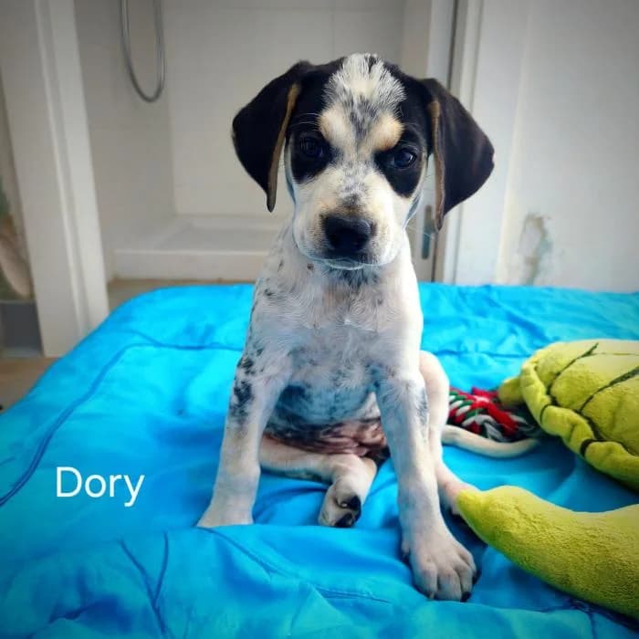 Dory, female puppy Mixed Breed for adoption at Rivanimal (Rivas-Vaciamadrid), Rivas-Vaciamadrid