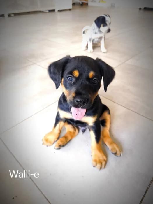 Wall-e, male puppy Mixed Breed for adoption at Rivanimal (Rivas-Vaciamadrid), Rivas-Vaciamadrid