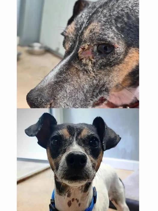 Alita, female 3yo Mixed Breed for adoption at Rivanimal (Rivas-Vaciamadrid), Rivas-Vaciamadrid