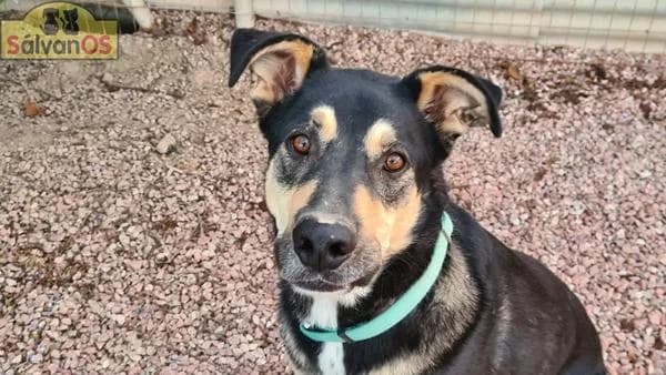 Tano, male 4yo Mixed Breed for adoption at Sálvanos Protectora