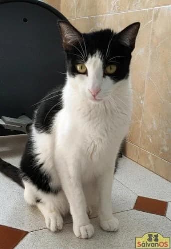 Bimbo camada tallante, male young European Shorthair for adoption at Sálvanos Protectora