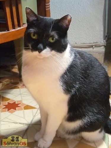 Dulce, female 4yo European Shorthair for adoption at Sálvanos Protectora